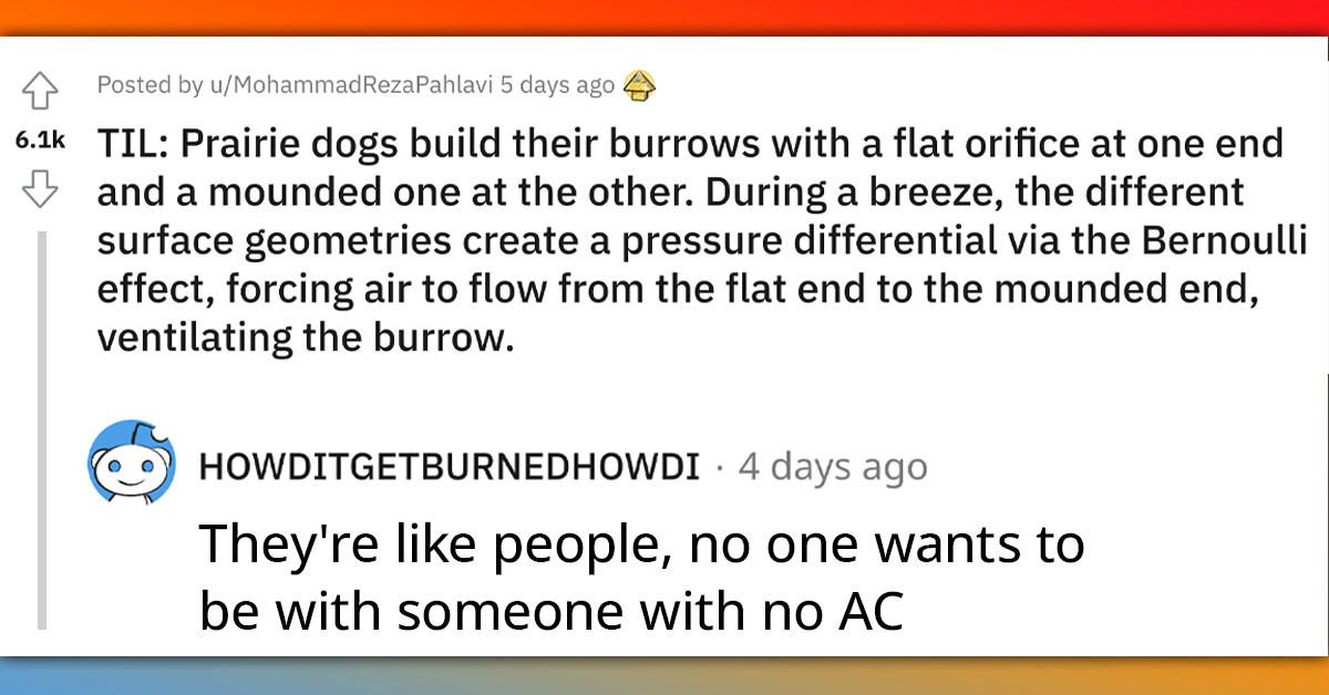 Prairie Dogs Build Their Burrows In A Pretty Intelligent Way That Creates The Bernoulli Effect