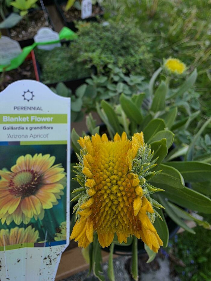 "Went To Our Local Greenhouse For Some New Plants, Had To Get This!"
