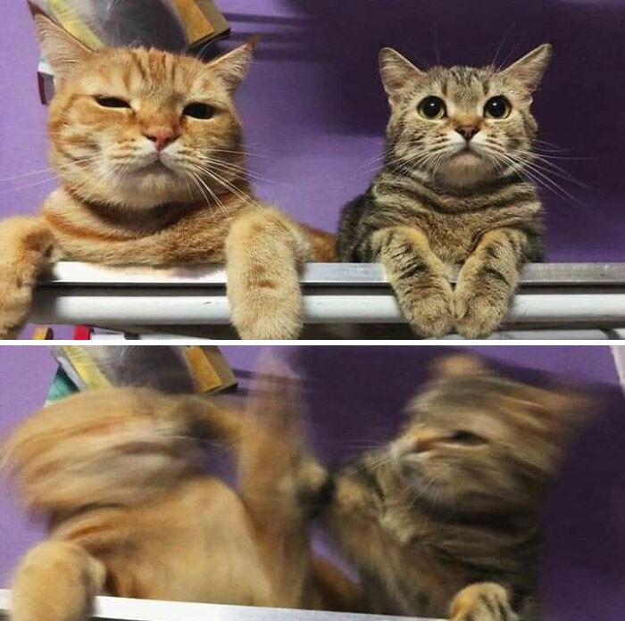 15. Playing Polite Cats: