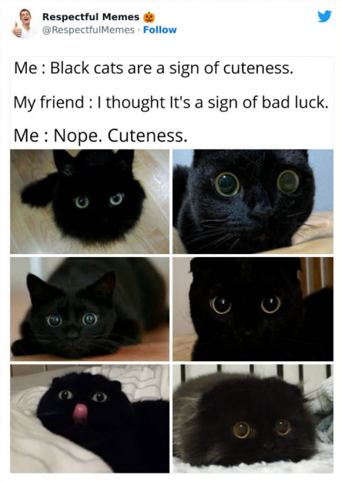 15. Black Cats = Cute