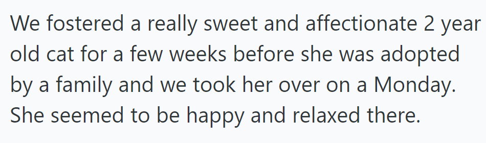 OP fostered a sweet 2-year-old cat briefly, happily adopted by a family.