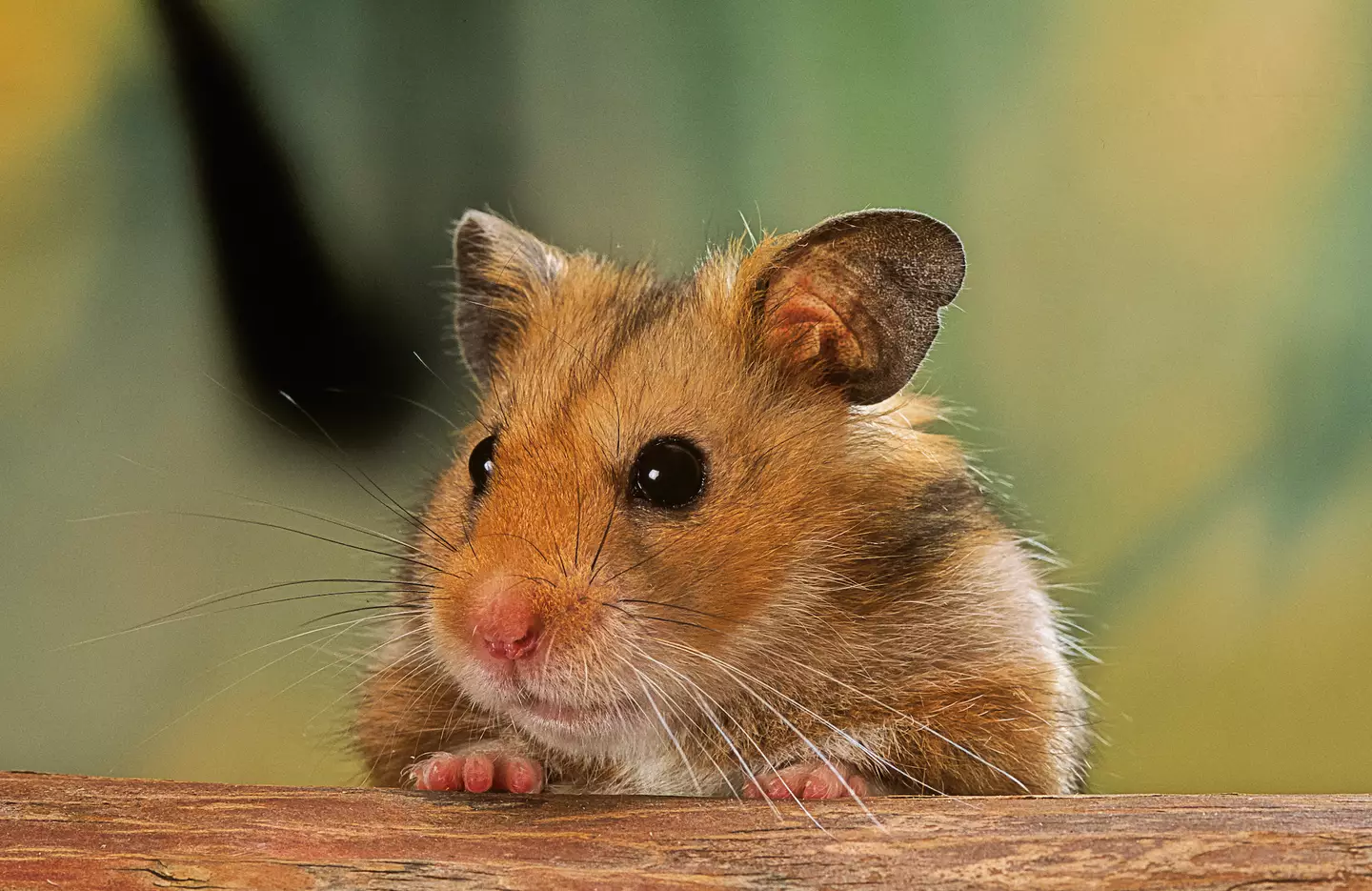 Severe allergic reactions to animals, including rodents like hamsters, are uncommon but have been documented in the past