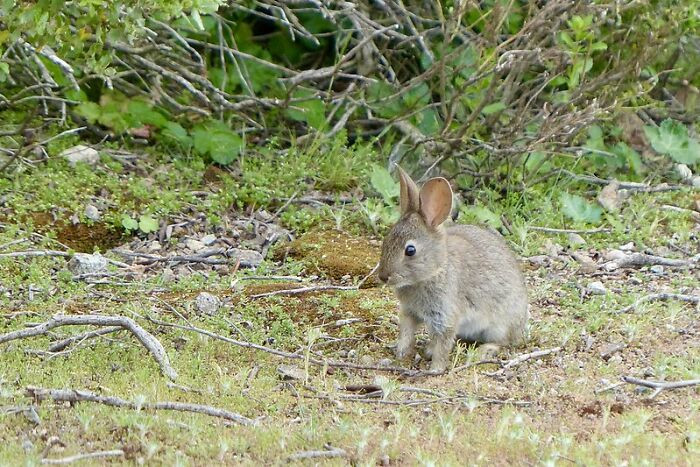 Can't she keep the bunny in a cage?