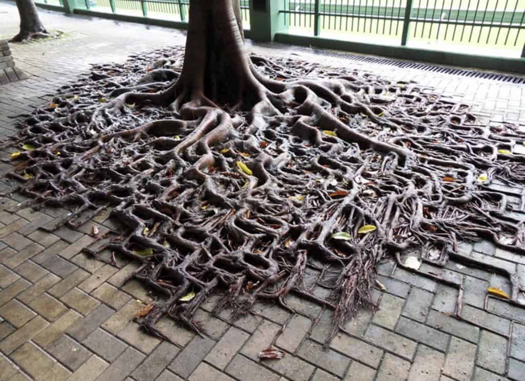9. “Tree roots copying the brick pattern.”