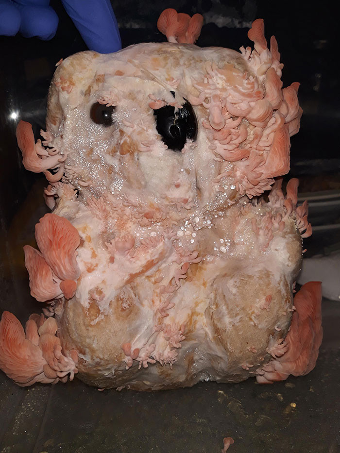 13. The stuffed bear is adorned with mushrooms that have begun to grow.