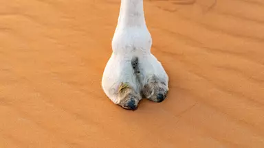 This is what a camel toe should be, right?
