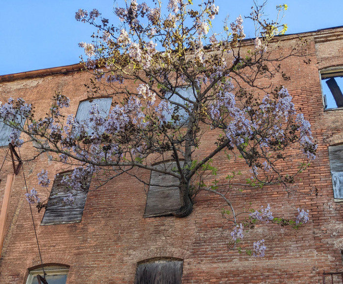 11. This tree started growing inside a building, but it wanted to see the sun.
