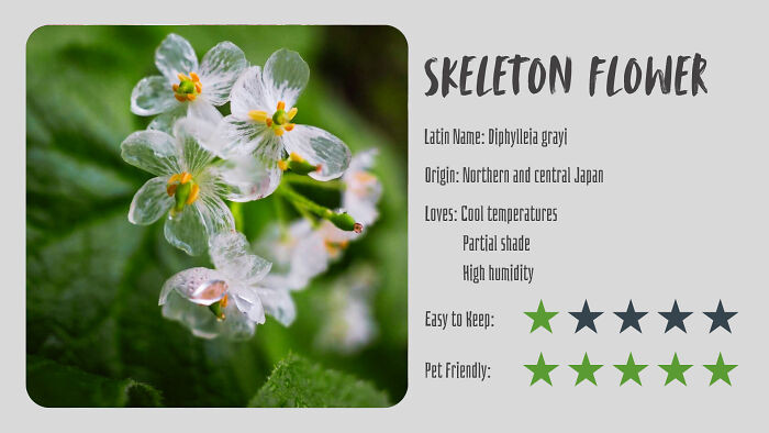 Skeleton Flower (Diphylleia Grayi)