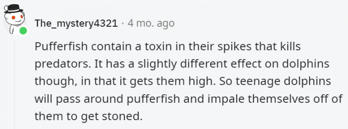 22. Much like teenage humans, teenage dolphins are apparently reckless and rebellious too