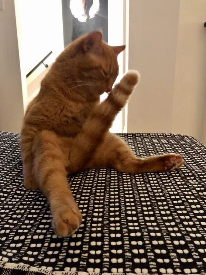 9. That’s one happy cat