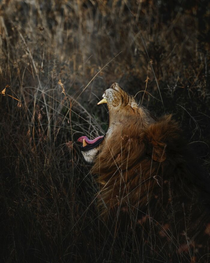 African Lion Yawning
