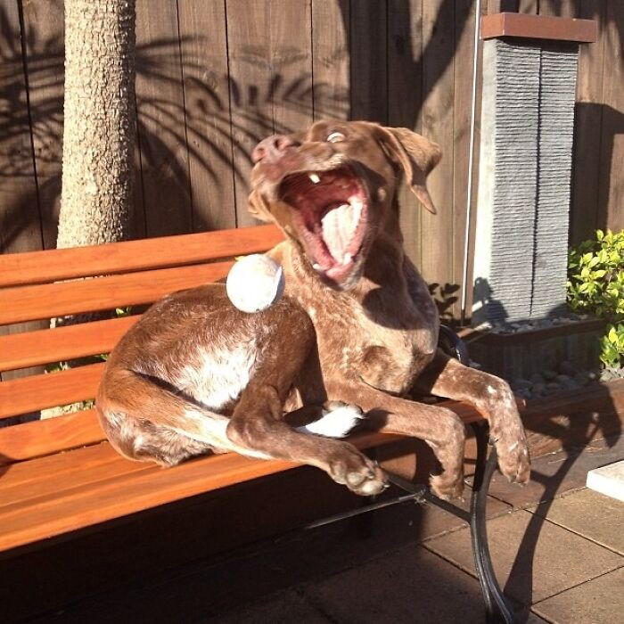 "Taken Before Everyone Else Got Covered In Slobber"