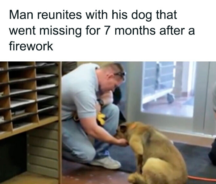 49. The pup looks like he's had a hard time on his own. Hopefully, he's home and happy.