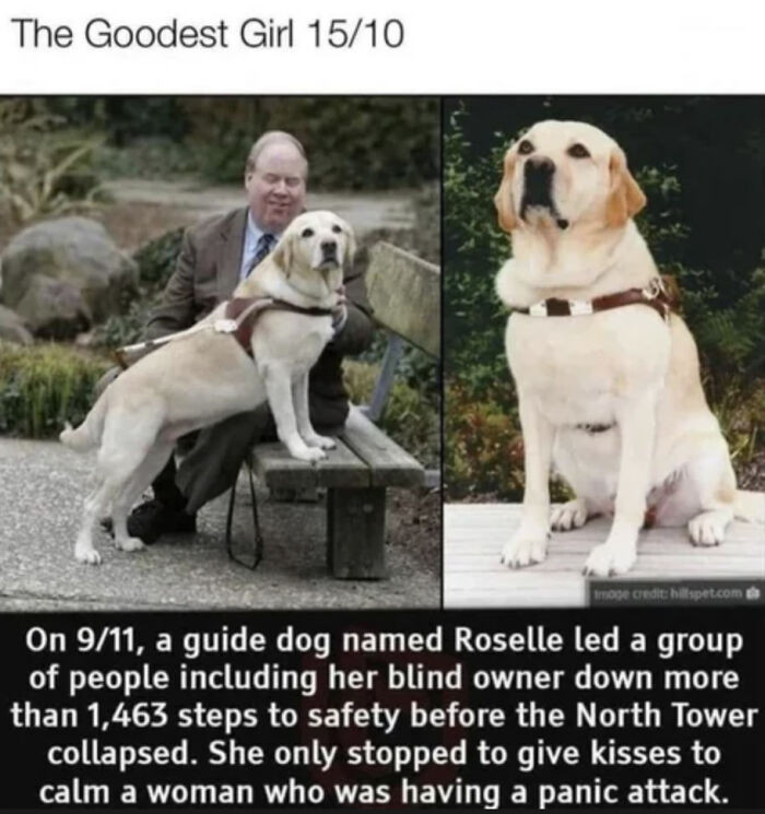 30. Roselle, Companion: No Stats Needed