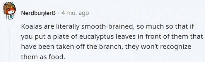 27. Despite how cute they are, koalas are sadly not so bright