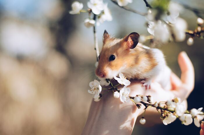 16. One strong hamster.