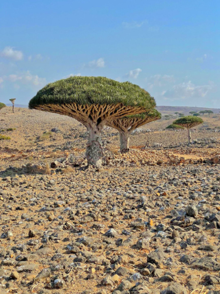 Where the Dragon's Blood Tree Grows