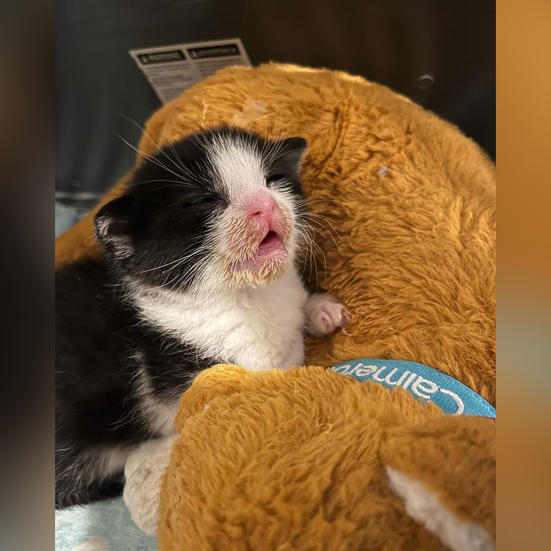 Heidi shared the adorable sight on her TikTok and Instagram pages, where Puppy’s story quickly captured hearts.