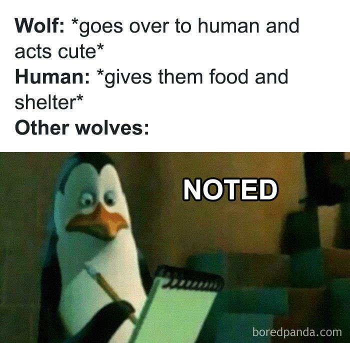 34. Evolution Of Dogs I Guess