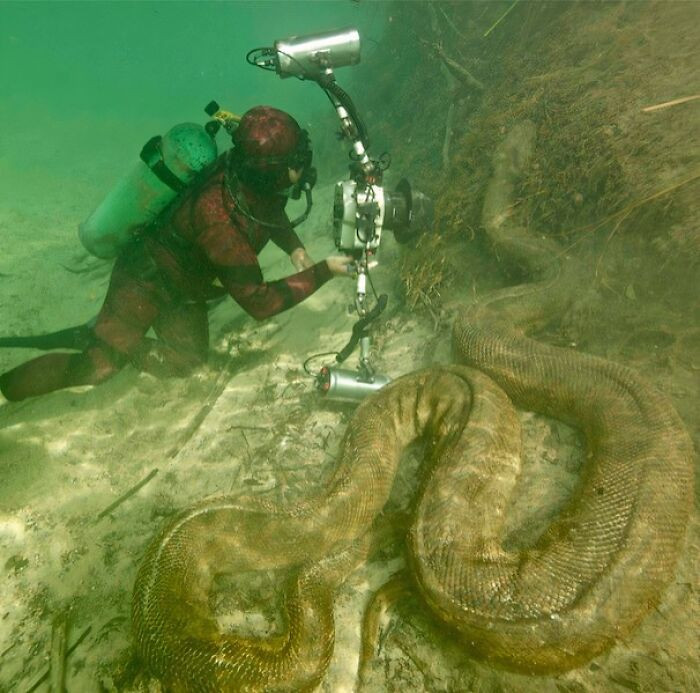 "Giant Anaconda In The Amazon River"