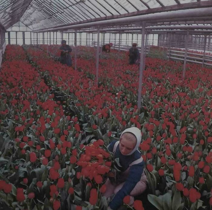 "At The Greenhouse Of The "Decorative Cultures" State Farm, (1980s), Nalchik, Kabardino-Balkarian Assr"