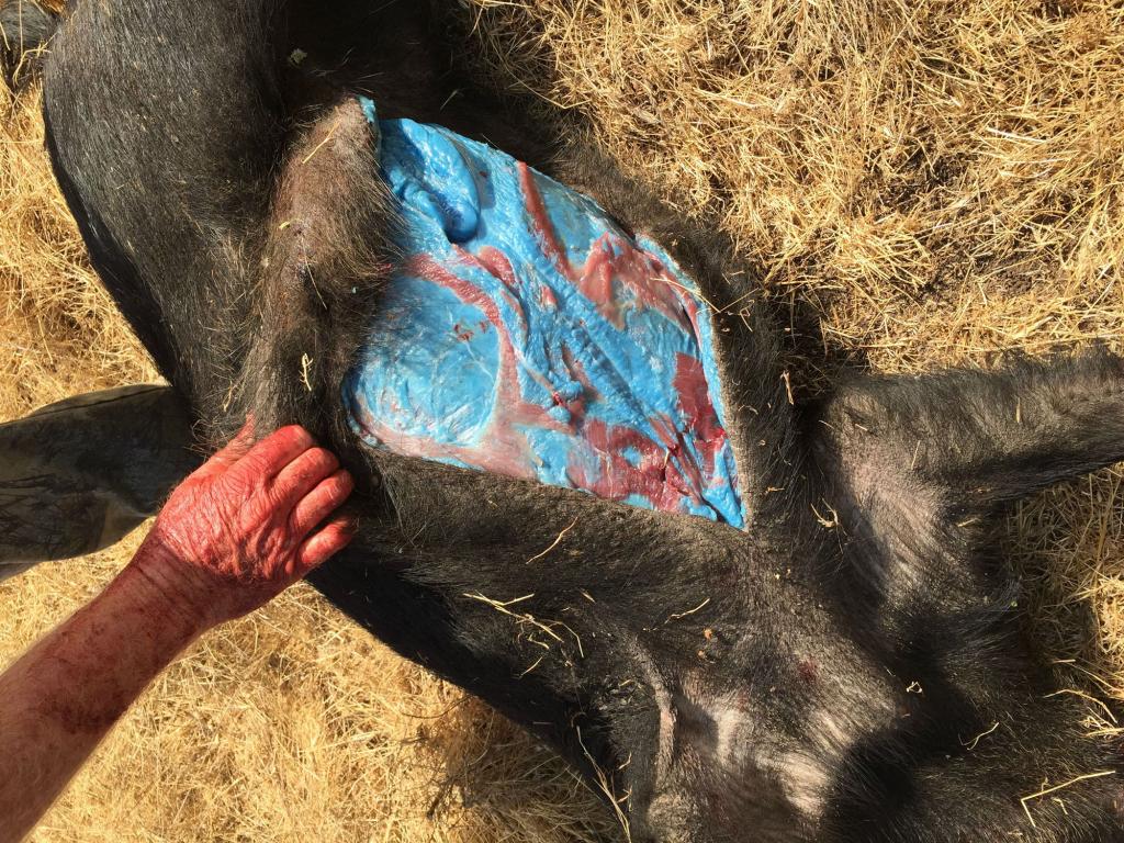 Entire groups have been found with the same shocking color, leaving locals bewildered and wildlife officials alarmed.
