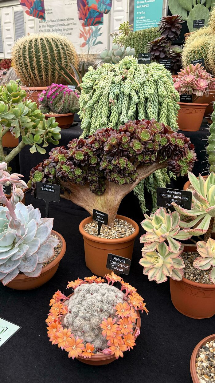 "Look At This Crested Beauty"