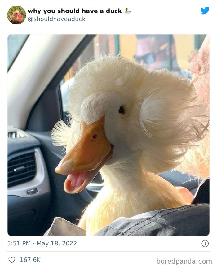 16. Someone is having a really bad hair day