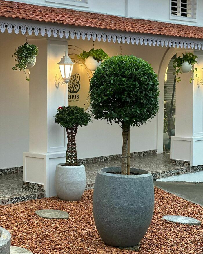 Backyard with large potted plants.