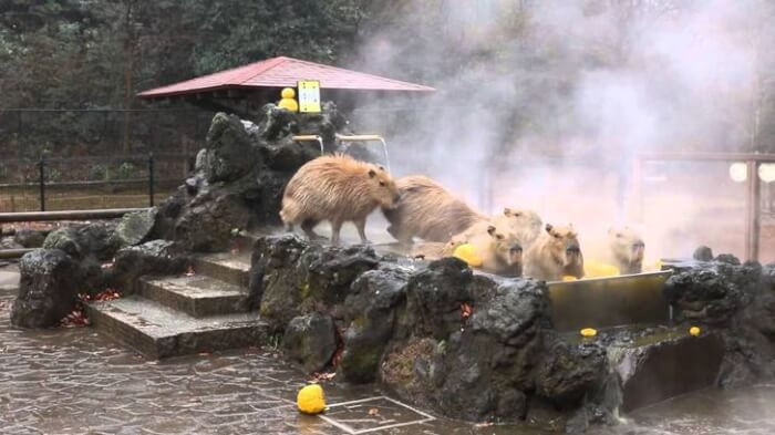 19. So apparently there are Capybara spas in Japan: