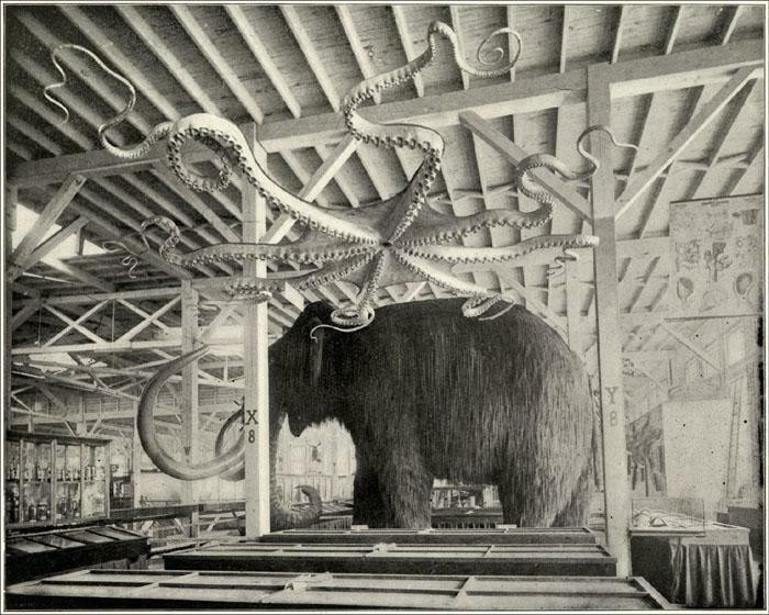 "Mammoth And Giant Octopus Department Of Ethnology Interior Of Anthropology Building, 1893. From Portfolio Of Photographs Of The World's Fair By The Werner Company"