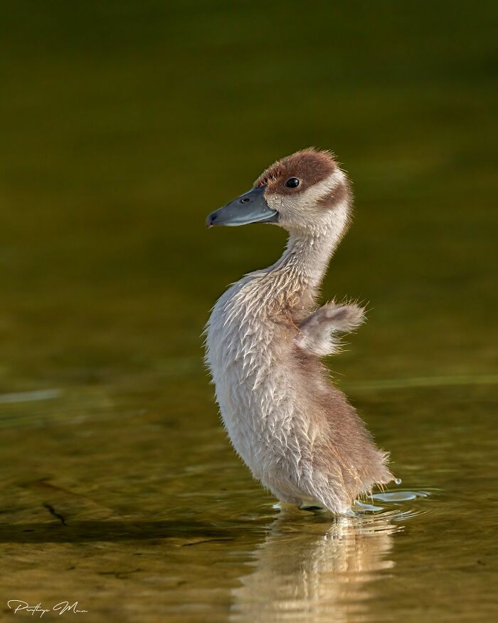 Whistling Duckling