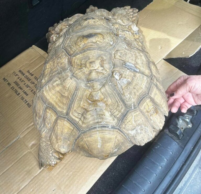 The owner posted about the tortoise's escape on social media in 2020, noting it had been part of the family since it hatched.
