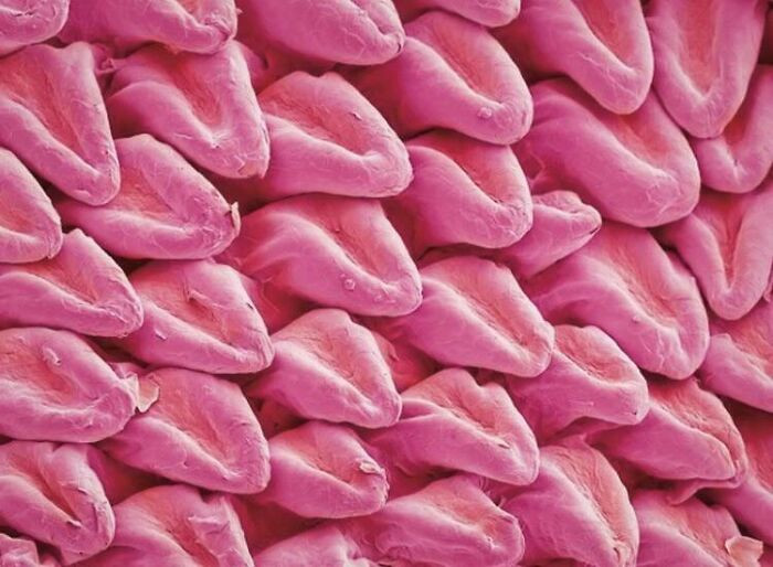 "A Cat’s Tongue Under A Microscope Looks Like It’s Made Of Other Smaller Tongues"