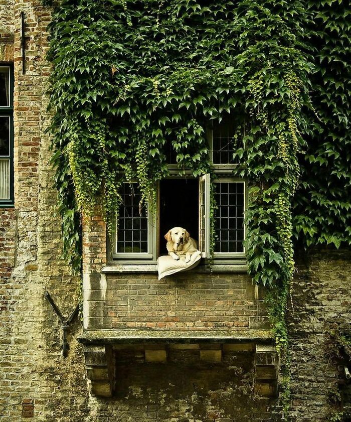 18. Fidele, Bruges' most celebrated canine attraction, garnered renown as Bruges' beloved canine icon, delighting visitors from near and far in Belgium.