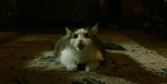 13. The cat in The Shape of Water