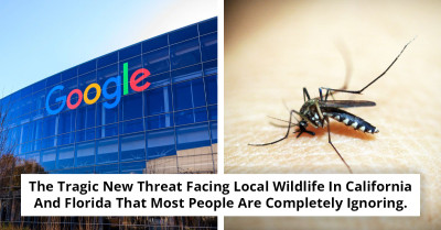 Google Plans to Release 32 Million Infected Mosquitoes Across Two US States