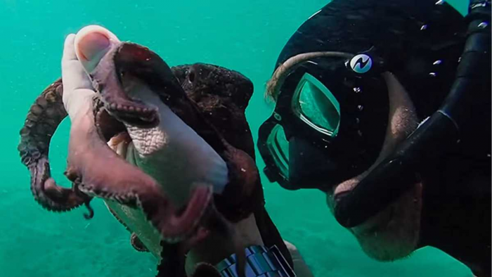 17. My Octopus Teacher