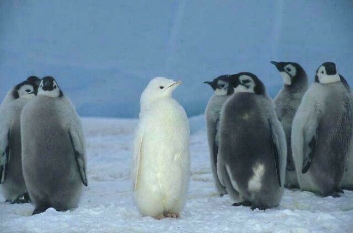 "Albino Penguin Among His Peers"