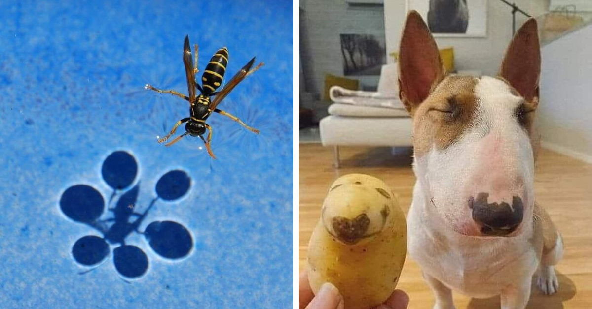 50 Incredible Images That Make You Stop and Take Another Look, as Shared by the 'Accidental Surrealism' Facebook Page