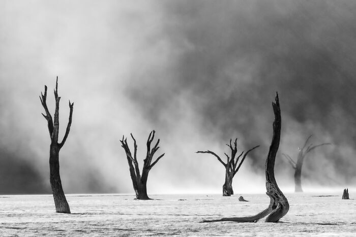 “Dead Trees In A Sandstorm” By Shyamala Thilagaratnam