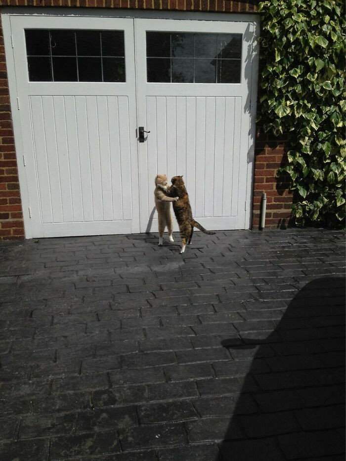 "Fighting Cats Look Like They're Dancing"