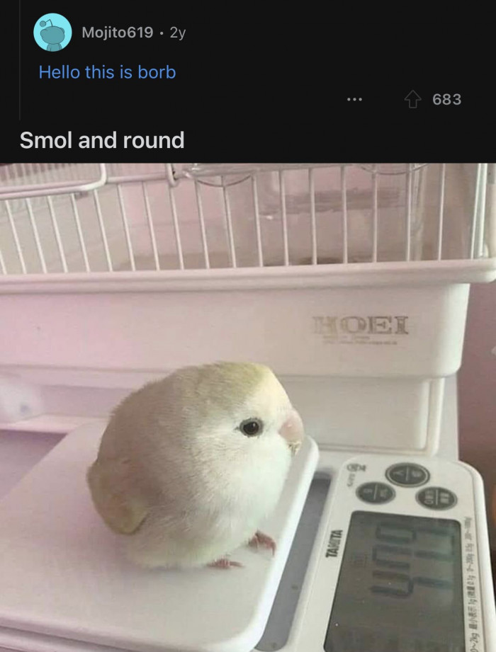 All the birds in OP's area will turn into this.