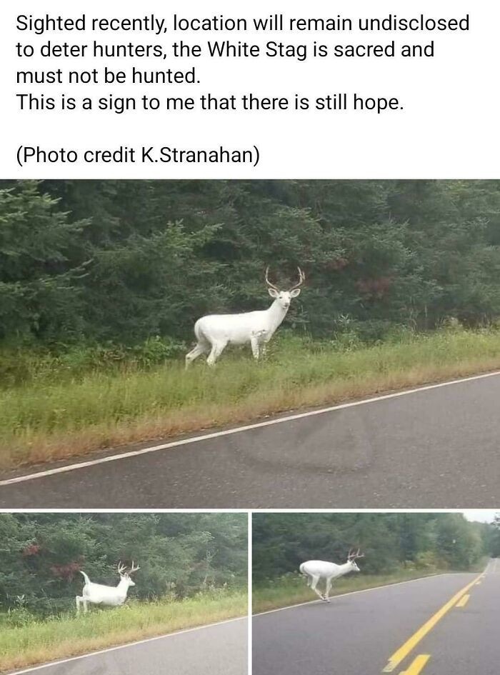 "You Heard Em Boys, Shiny Hunting This Fine Specimen Is Forbidden"