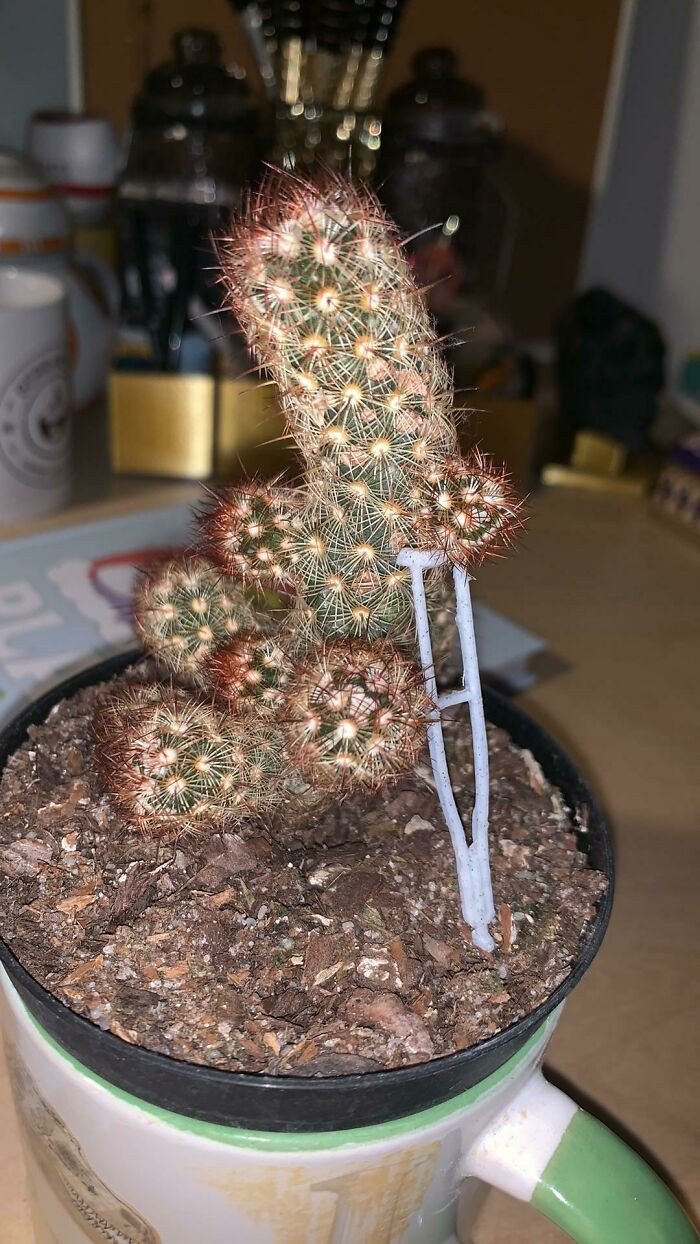 "My Cactus Was Leaning Heavily On One Side So I Made It A Crutch"