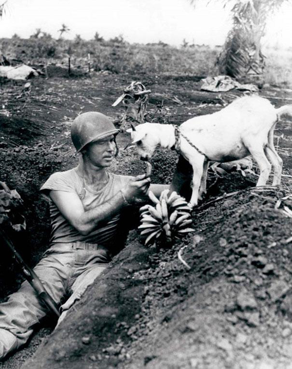 Heartwarming Snapshot Where a Soldier Shares His Banana Ration with a Goat During the Saipan Battle of 1944